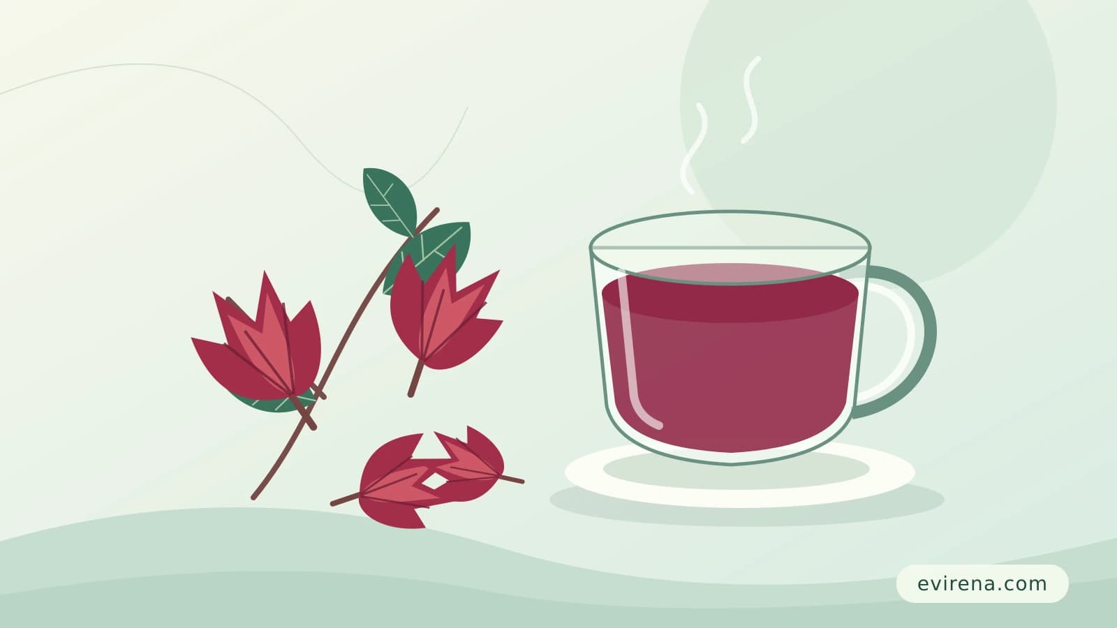 Illustration of red hibiscus calyces and a cup of hibiscus tea, signed evirena.com.